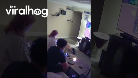 Golden Retriever Accidentally Snags Controller Cord || ViralHog