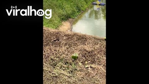 Friends Fall With The Fishing Net || ViralHog