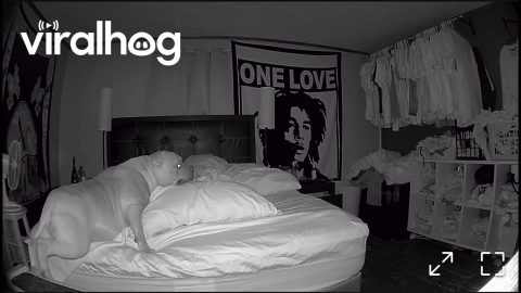 Dog Engages Toe Grip, Still Falls Off Bed || ViralHog