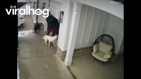 All This Snow Has Got Me Acting a Fool || ViralHog