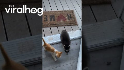 Kitten Brings Home Little Raccoon Friend || ViralHog