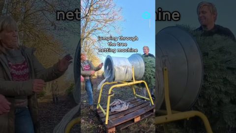 Jumping Through a Christmas Tree Netting Machine || ViralHog Shorts