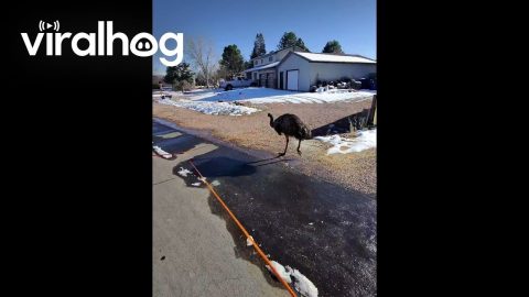 Dinosaur Walking His Dog || ViralHog