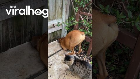When Your Dog Is Emotionally Invested in the Neighbors' Drama || ViralHog