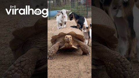 Baby Goats Have Fun With Their Tortoise Friend || ViralHog