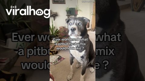 Ever Wonder What a Pitbull Husky Mix Looks Like? || ViralHog