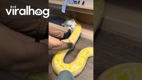 Satisfying Python Shed || ViralHog