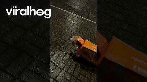 Beagle in a Rain Coat || ViralHog