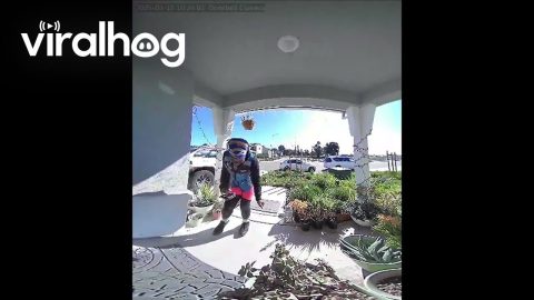 FedEx Delivery Driver Making Work Fun || ViralHog