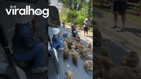 Cheeky Monkey Steals Box of Bananas and Causes Road Chaos || ViralHog