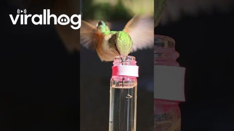 Rare Slow Motion Video of a Hummingbird Tongue || ViralHog