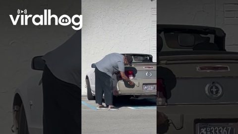 Dollar Store Parking Lot Paint Job || ViralHog