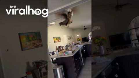 Wild Peacock Brings Chaos Inside || ViralHog