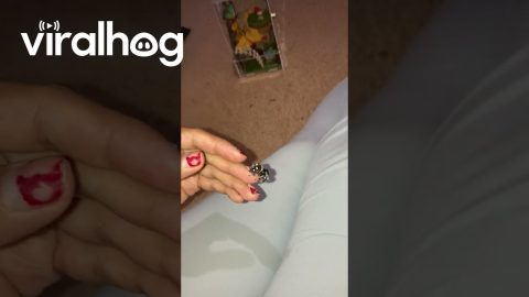 My Jumping Spider Yo-Yo || ViralHog