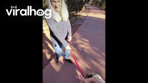 Leashed Emu Takes A Hike || ViralHog