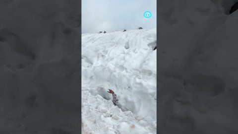 Man Hilariously Swallowed By Snow Pit || ViralHog Shorts