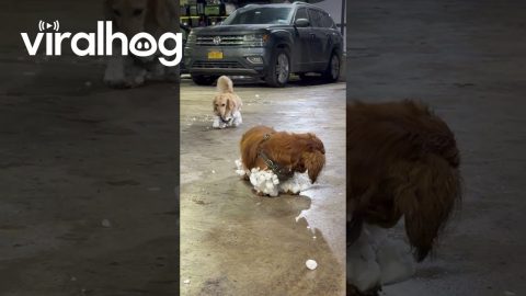 Dachshund Snow Day || ViralHog