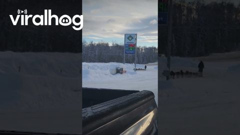 Dogsled Team Doesn't Need to Stop for Fuel || ViralHog