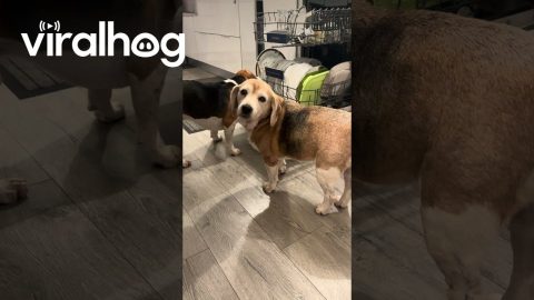 Beagle Pair Prewash Dishes || ViralHog