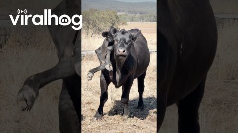Cow With Six Legs || ViralHog