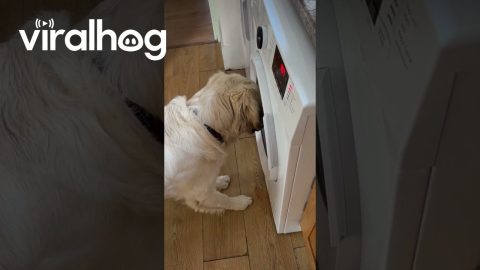 Not Impressed We Have Washed His Favorite Toy || ViralHog