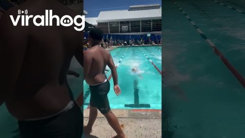 Freestyle Swimmers Compete With Ducks In Lanes || ViralHog