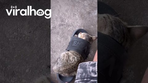 Cat Naps Inside a Flip Flop || ViralHog