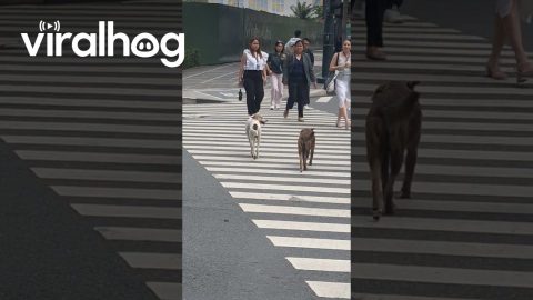 Street Smart Doggos || ViralHog