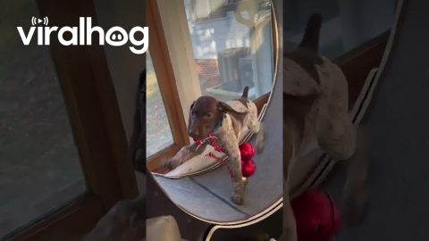 Puppy Training to Be a Reindeer || ViralHog