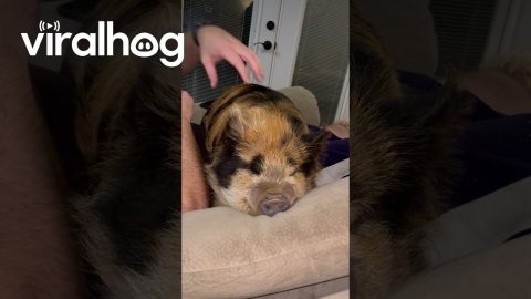 Real Life Piggy Squeak Toy || ViralHog
