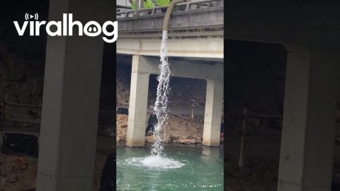 Trout Stocking Greenbelt Lake || ViralHog