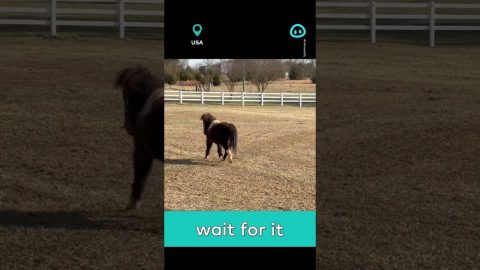 Miniature Horse Gets Comically Spooked || ViralHog Shorts
