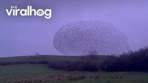 Peregrine Hunting Starling Murmuration || ViralHog
