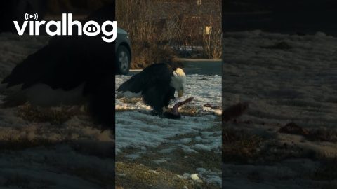 Bald Eagle Eating Breakfast || ViralHog