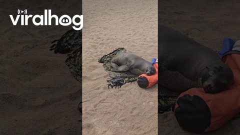 This Sea Lion Knows a Thing or Two About Comfort || ViralHog