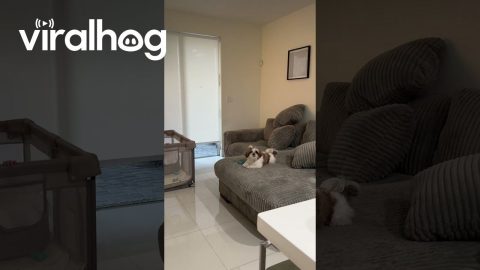 Shih Tzu and Daughter Compete For Mom's Attention || ViralHog