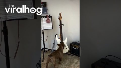 Gigi the Frenchie Playing Guitar || ViralHog