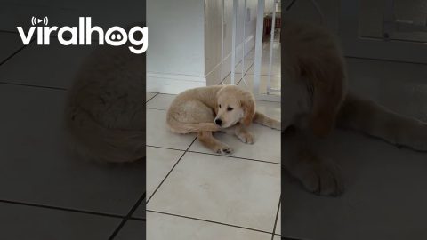 Silly Puppy Somersaults With Caught Tail || ViralHog