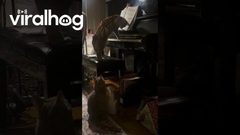 Orange Cat's Piano Composition || ViralHog