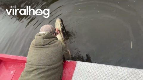 Bayou Tour Guide Kisses Alligator || ViralHog