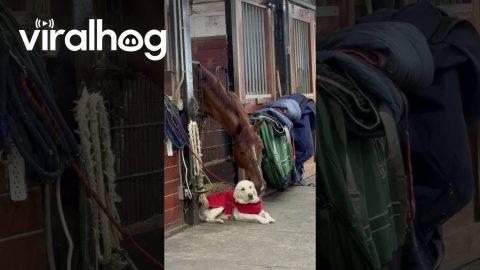 Horse Nuzzles Labrador || ViralHog