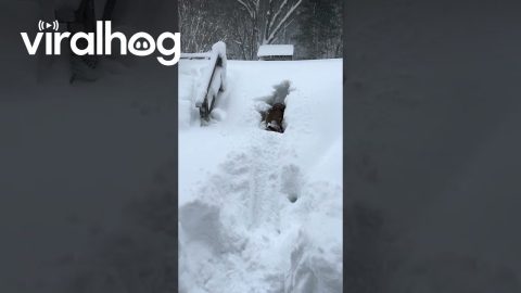 Ear Flaps in Record-Breaking Rhode Island Snow || ViralHog