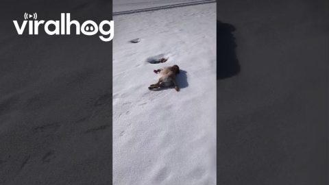 Olympian Ice Sliding Dog || ViralHog