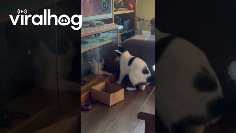 Locked Out of the Kitty Club House || ViralHog