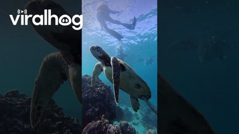 Swimming With Sea Turtles || ViralHog