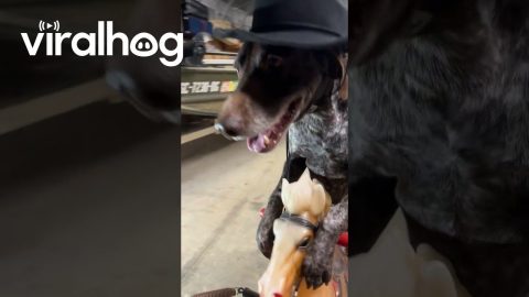 Not His First Rodeo || ViralHog