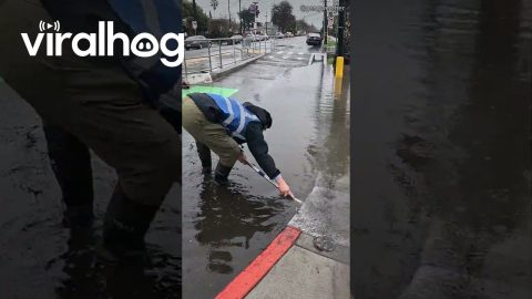 Guy Unclogs Drain and Stops Street Flooding || ViralHog