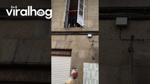 Dog Plays Catch Out the Window || ViralHog