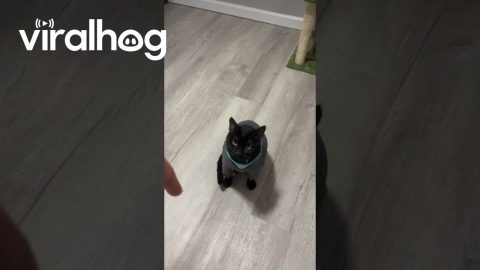 Today Is the Day You See a Cat Do Tricks || ViralHog