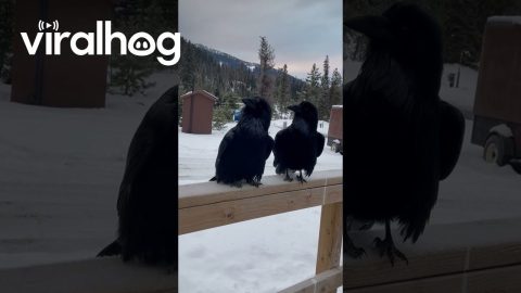 Dubstep Ravens || ViralHog